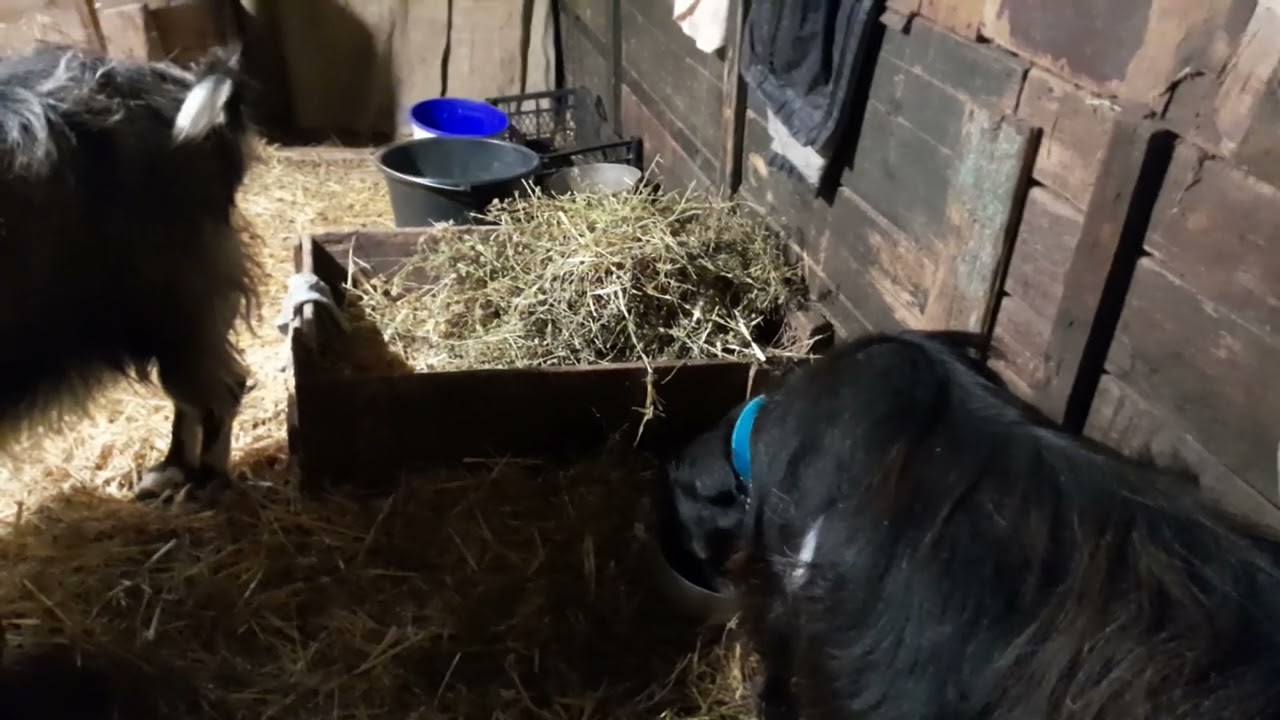 Скільки коза первістка дає молока?