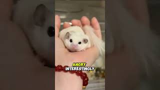Meet the tiny flying acrobat, the Sugar Glider