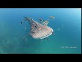 Juvenile Whale Shark (18) | Stock Video For Sale