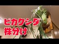 ビカクシダの株分けをしてみるぞ！