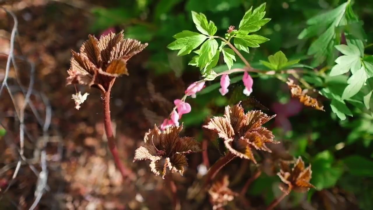 Shade Plants for your Yakima, WA Garden YouTube