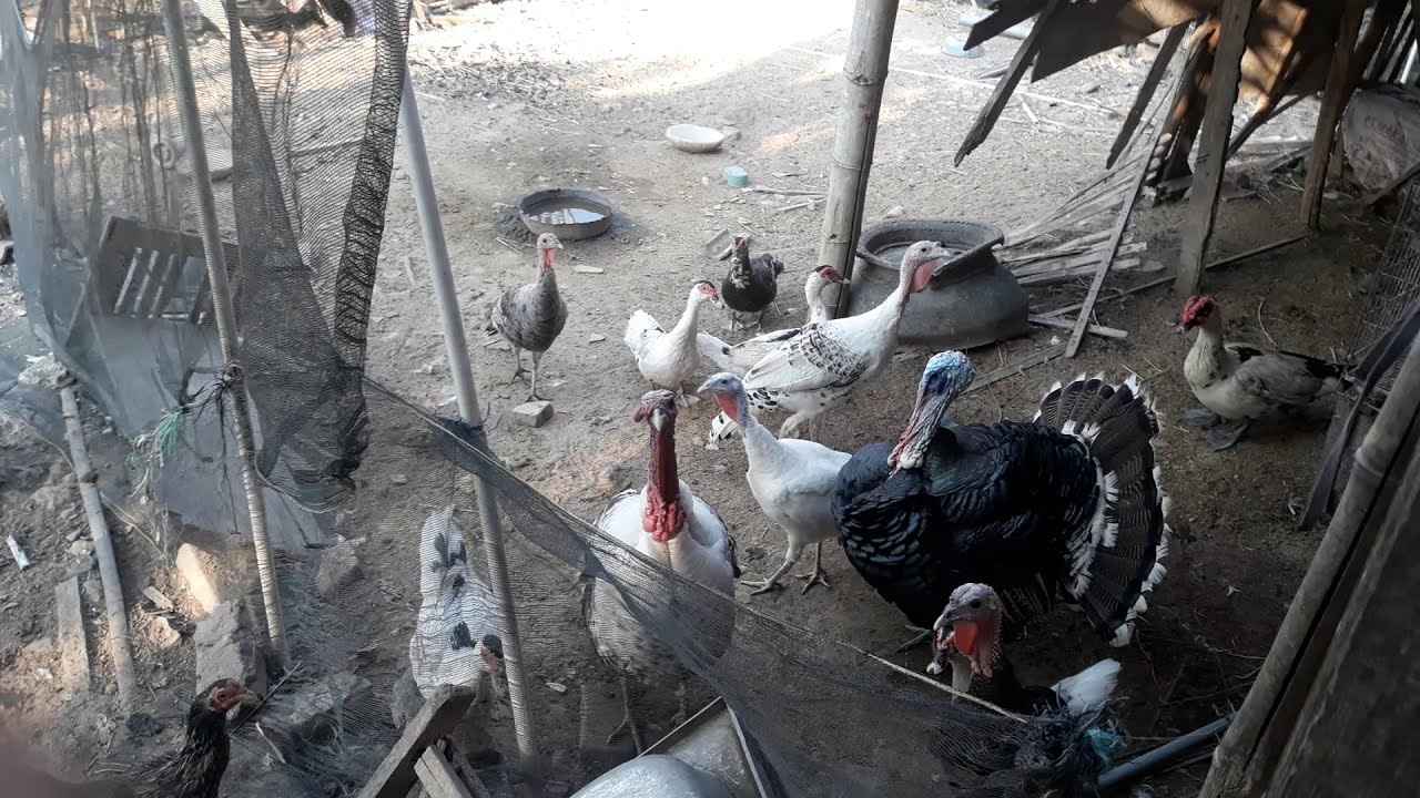 Cara ternak kalkun PART 1 