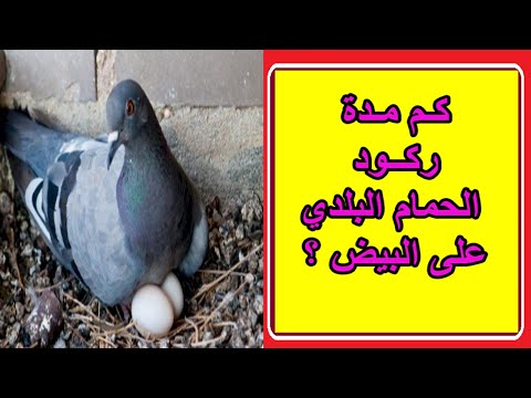 كم مدة رقود الحمام البلدي على البيض