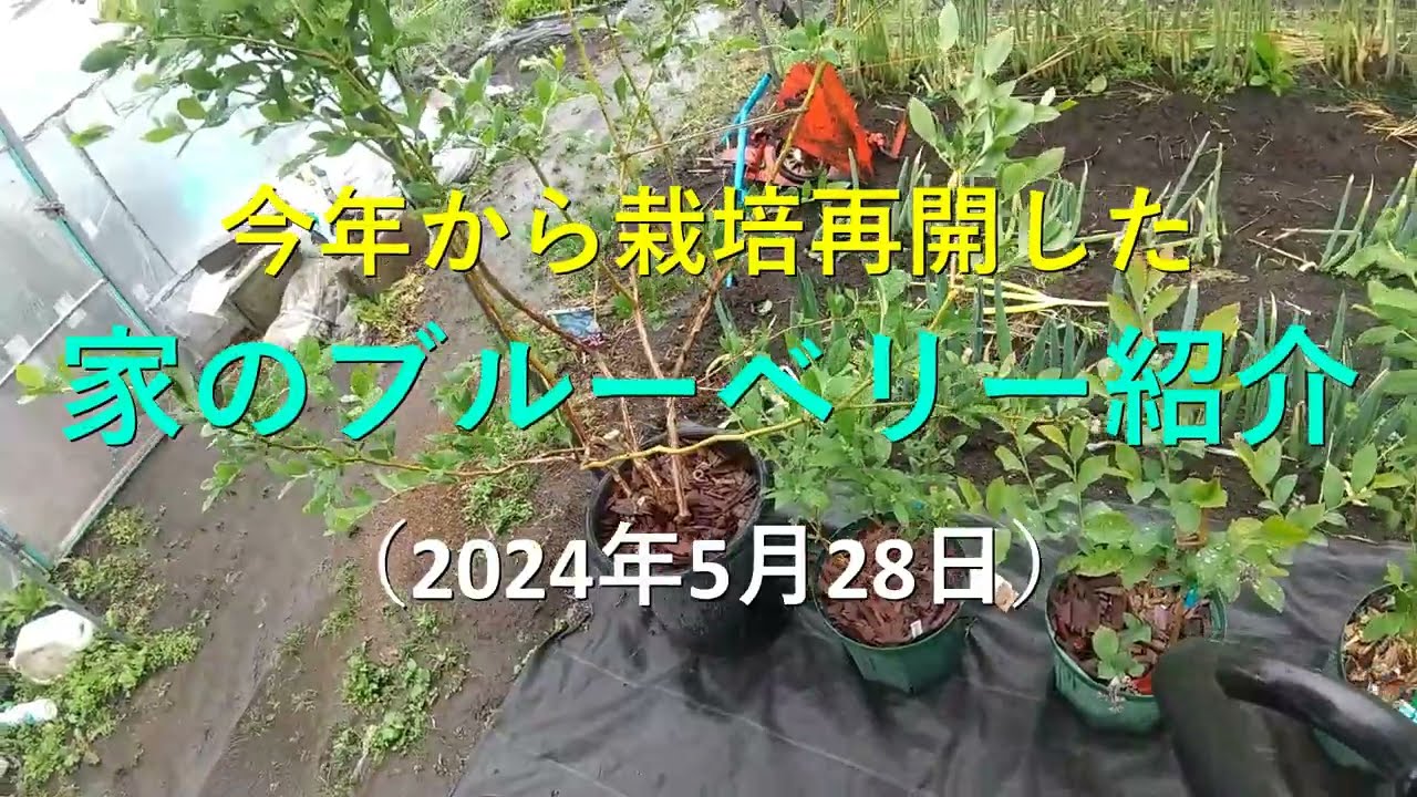 ブルーベリー栽培　最近の様子