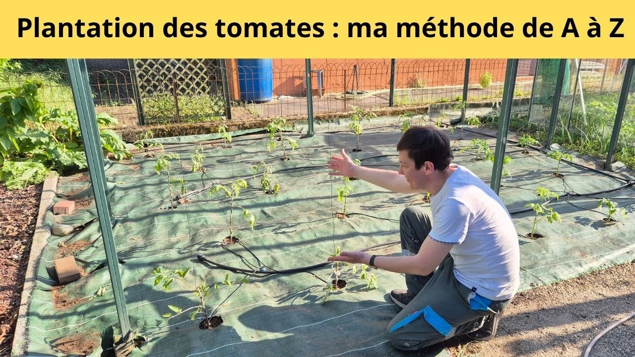 Plantation des tomates : ma méthode de A à Z