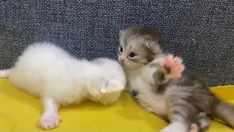 Watch the video about Cute and funny kittens video compilation😂|kitten fighting|3 weeks old kittens playing