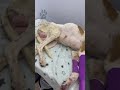Suffering From An Open Fracture And Severe Infection, Pup Is Fighting For Her Life  [STORY BELOW]