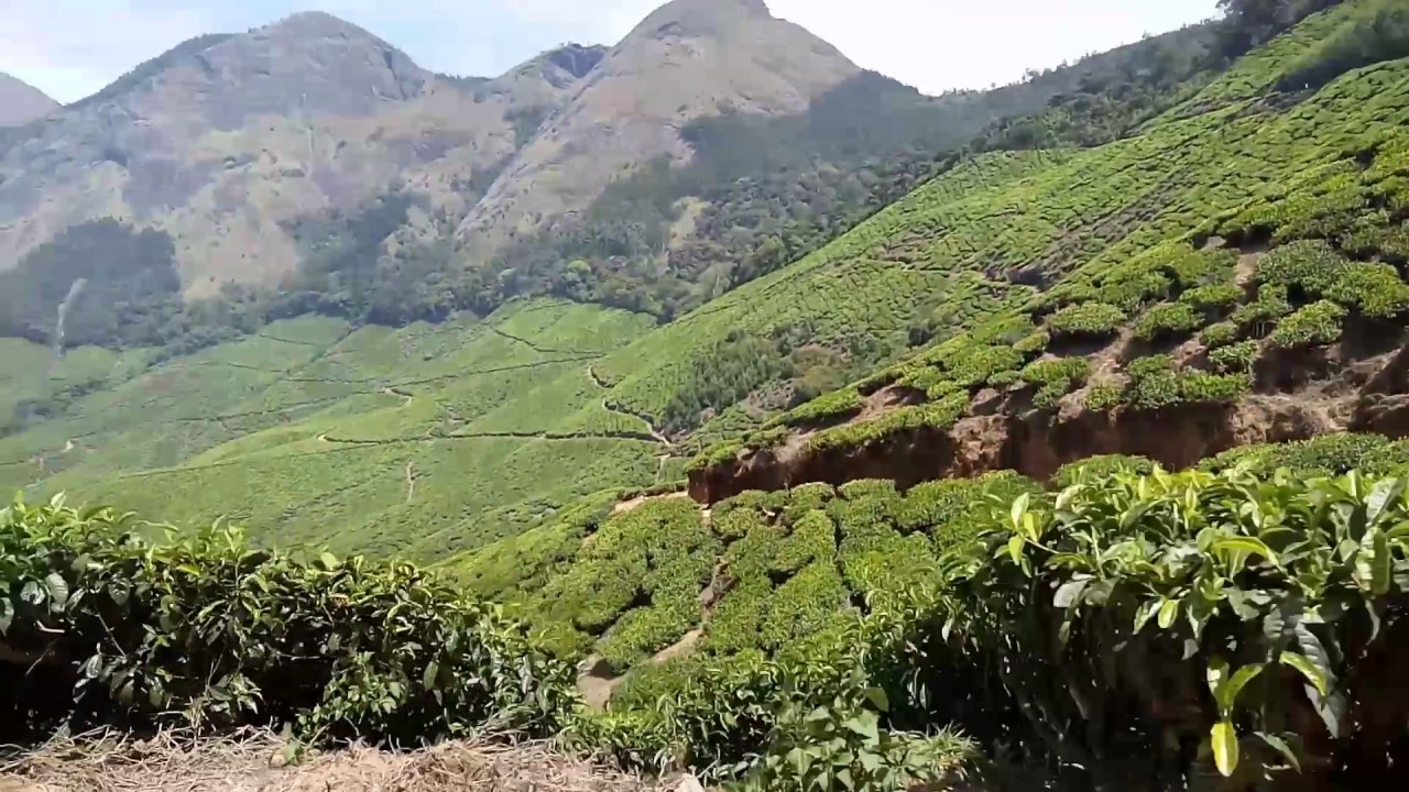 KOLUKKIMALAIHARISON MALAYALAM TEA YouTube