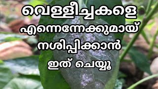 Vellecha salyam mattan krishi malayalam | How to eliminate whitefly bugs |  To control whiteflies