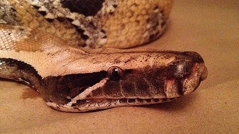 Creature Feature - Yellow Phase Blood Python Adult Male (P. Brongersmai)