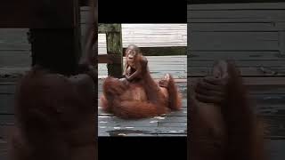 Mother Orangutan Holding Baby.