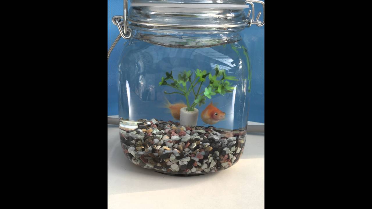 金魚販売 通販なまず園 セット商品コーナー 人気のボトリウム 金魚のおうち 金魚2匹 瓶 水草 底砂 水 ぶくぶくブロック プレゼントに最適 金魚販売 通販なまず園 セット商品コーナー 人気のボトリウム 金魚のおうち 金魚2匹 瓶 水草 底砂 水 ぶくぶくブロック プレゼントに最適