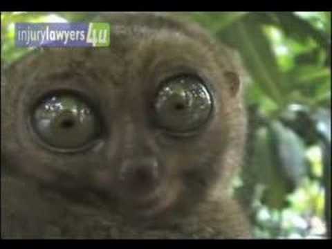Dramatic Lemur IL4U