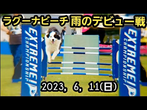 雨のデビュー戦、エクストリーム中部大会【蒲郡ラグーナビーチ】ボーダーコリー