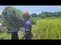 Efficient Harvest: Simple Machine for Massive Grain _FarmersLife _Shorts