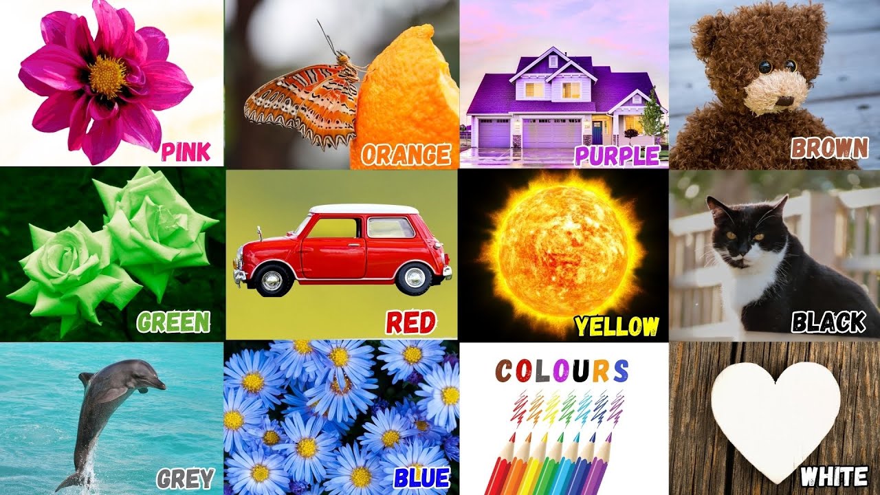 We Love All the Colors | Toddlers Learning Video | Nursery Rhymes & Kids Song  |Learn English Colors