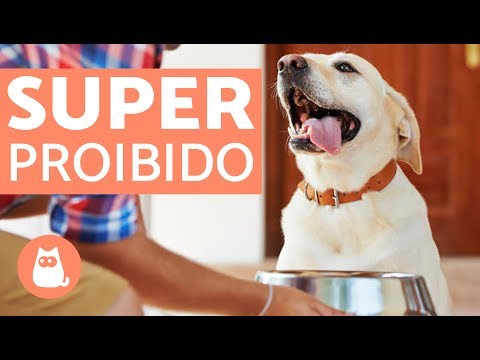 Vídeo: Os Cães Podem Comer Chocolate? Os Cães Podem Morrer De Comer Chocolate?