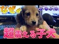 双子子犬ダックスの天使のような寝顔と鬼の形相での食事【♯003】