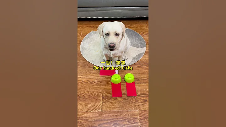 狗子：可惜了這潑天的富貴啊！Dog: What a pity about this sky-high wealth!#萌寵#寵物#搞笑#拉布拉多 #doglover #Labrador  #dog - 天天要聞