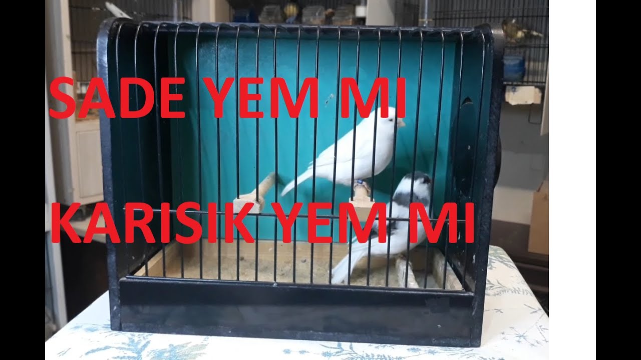 Kanarya Bakımı Sade Yem mi Karışık Yem mi(Kanarya ve Muhabbet Kuşlarında Hangısı Tercih Edilmeli)