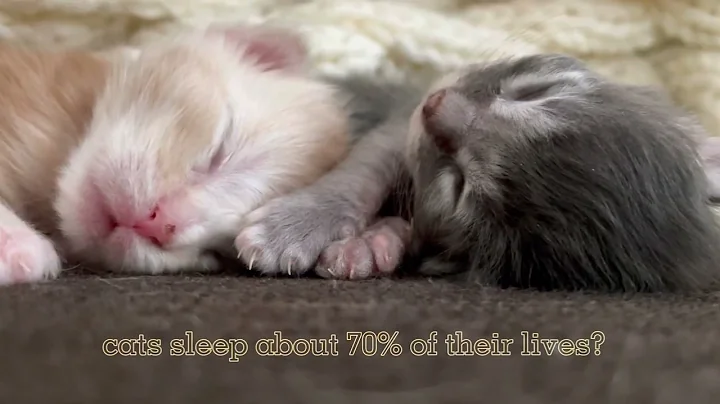 Video 877201: sleepy maine coon kitten, little maine coon kitten, pets sleepy, cat sleeping, cute pets