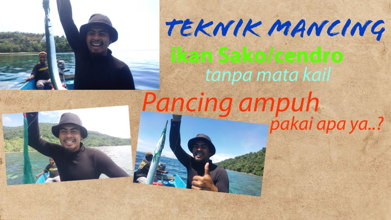 Teknik mancing ampuh ikan Sako/cendro 