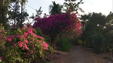 Bán 9754m2 vườn trái cây view tuyệt đẹp có suối 300 thổ cư 4,2 tỷ ở Láng Lớn (ĐÃ BÁN)