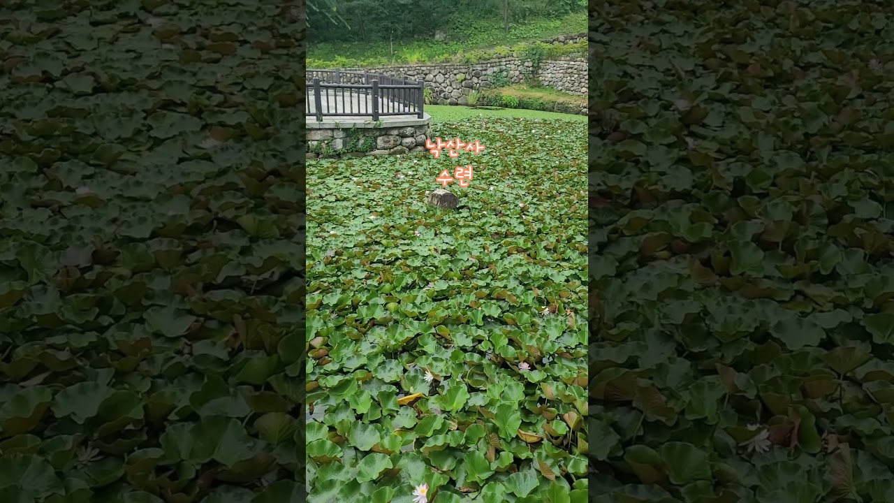 #님이여 #정의송 #낙산사 #수련