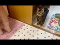 お姉様をストーカーしたあげく無視されてスマホに八つ当たりする猫