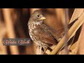 Quiet Walk in Winter | Silent Vlog | Birds and Nature (Story 9)
