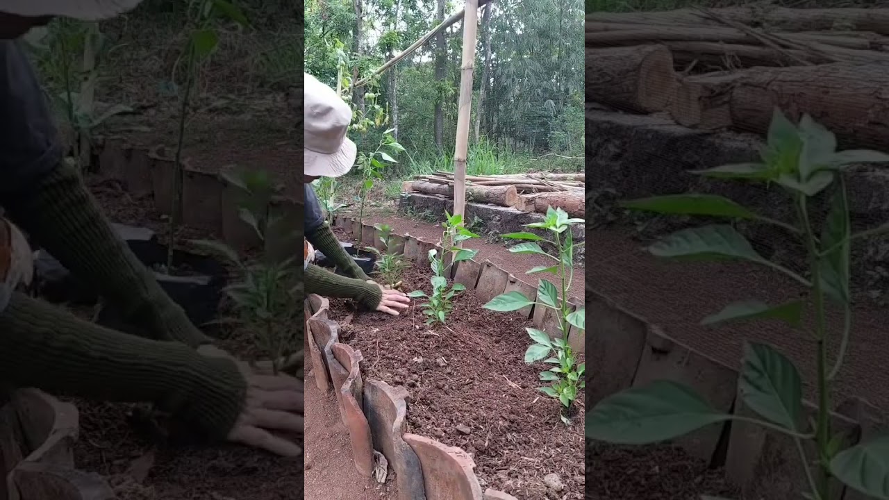 Agar cabai rawit berumur lama dan berbuah lebat 🌱 #gardening #berkebun #shorts