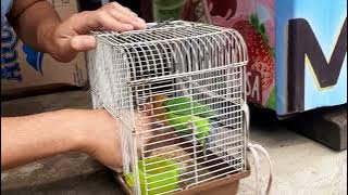 Cara menangkap burung lovebird super galak