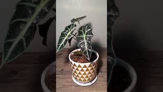 Alocasia Polly timelapse tallo y hojita