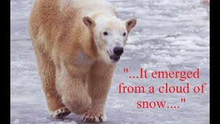 Download Lagu Scary Bear Attacks: Recent Russian Polar Bear Attack That Shocked Rescuers MP3