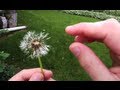 Seeds in Motion: Exploring Nature's Ingenious Dispersal Techniques