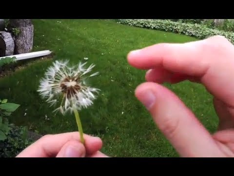 Seed Dispersal - YouTube