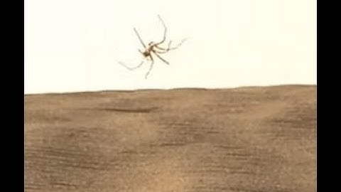 Moroccan Flic-Flac Spider (Cebrennus rechenbergi)