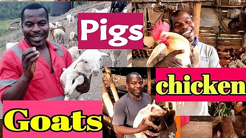 WHICH ONE IS MORE PROFITABLE?  PIGS Vs GOATS Vs CHICKENS!