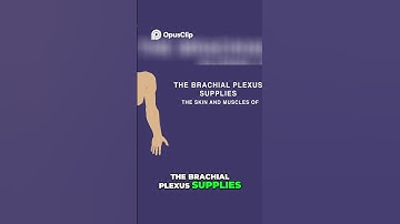 Brachial Plexus Anatomy