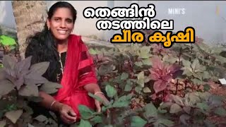 തെങ്ങിൻ തടത്തിലെ ചീര കൃഷി | Cheera Krishi Tips in Malayalam