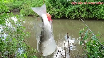 CÂU CÁ KHÔNG CẦN LƯỠI | CÂU CÁ ĐỐI | quốc toản fishing