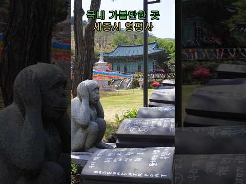한가지 소원은 꼭 들어준다는! 세종 가볼만한곳 나들이 세종사찰 영평사 석가탄신일에 가볼만한곳 가볼만한곳 국내관광명소 국내여행 사찰 꽃구경