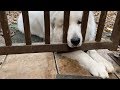 部屋に入りたくて座り込みをするアラン　 Great Pyrenees　グレートピレニーズ