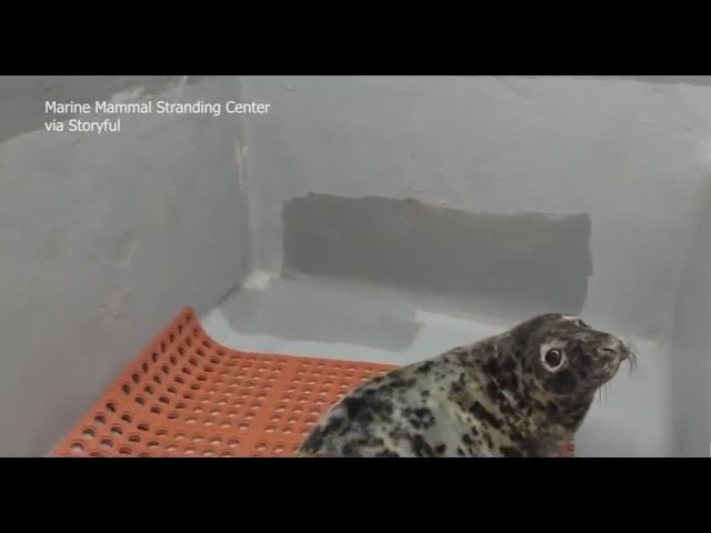 Seal Saved From Possible Death At New Jersey Beach Officials