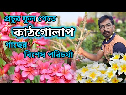 ভিডিও: ফল হাইড্রেঞ্জা ছাঁটাই: কখন আপনার হাইড্রেঞ্জা ছাঁটাই করা উচিত