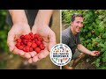 Autocueillette framboises  jeanchristophe stpierre producteur de framboises