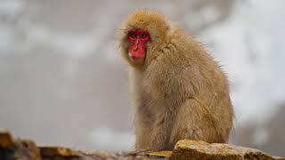 DENNY CAKNAN TERBARU VIRAL 2025 FULL ALBUM