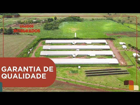 Por que ter uma granja certificada? | Ligados & Integrados - 03/03/2025