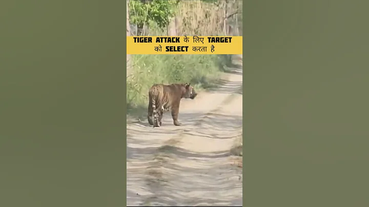 Tiger attack ki taiyyari m @travelwithnaved83 #shortsviral #shortsfeed #shorts #youtubeshorts