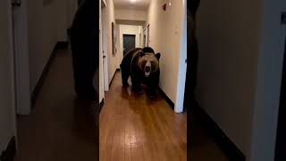 Home Invasion Bear Breaks Into House